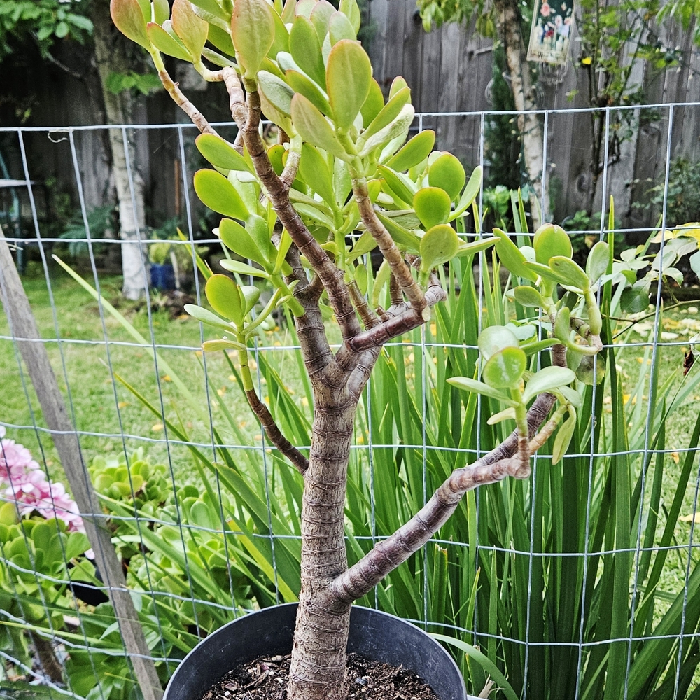 Large Ruby Jade Tree - Picture 5 of 6